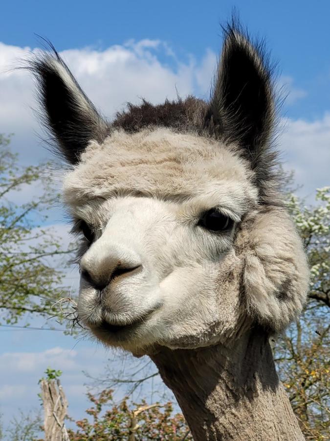RambowMaerchenhaft Urlauben Auf Dem Alpakahof公寓 外观 照片