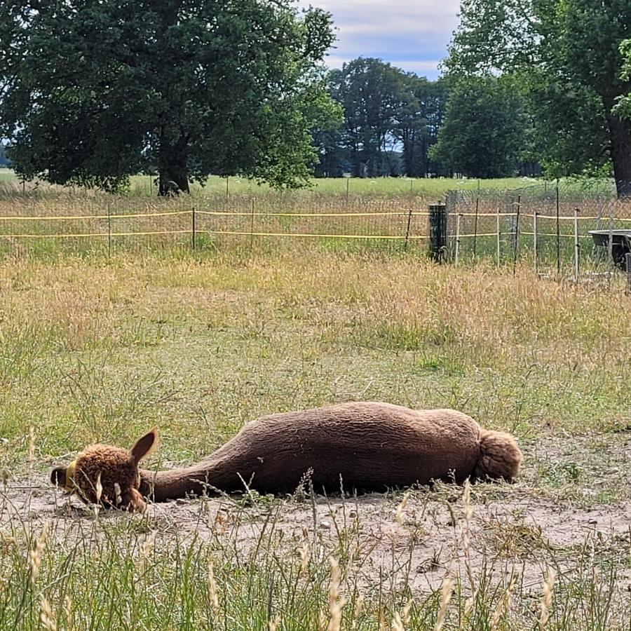 RambowMaerchenhaft Urlauben Auf Dem Alpakahof公寓 外观 照片